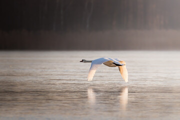 Lot łabędzia nad zamarzniętą wodą © PeterG