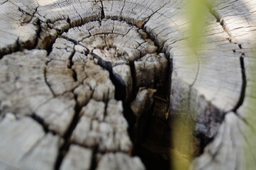 Tree stump 