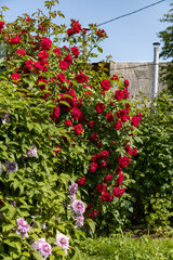 Fototapeta na wymiar Bright red spray roses in the garden and blue sky