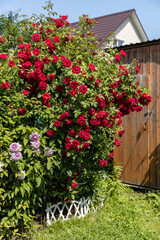 Bright red spray roses in the garden and blue sky