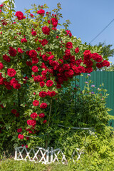 Bright red spray roses in the garden and blue sky