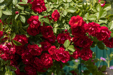 Bright red spray roses in the garden and blue sky