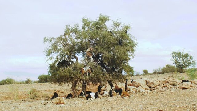 Close-up of flock of goats in an argan tree eating the argan nuts, Tree Climbing Goats In Morocco, A group of goats is sitting in a Argan Tree eating from the branches in Morocco, 4k