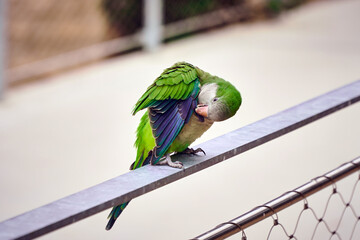 Green parrot cleans feathers with beak                            