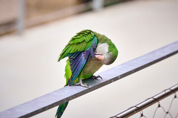 Green parrot cleans feathers with beak                            