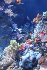 Fototapeta na wymiar Coral reef with fish