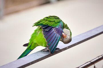 Green parrot cleans feathers with beak                            