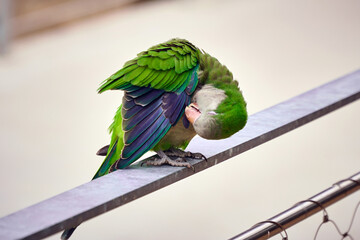 Green parrot cleans feathers with beak                            