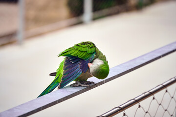Green parrot cleans feathers with beak                            