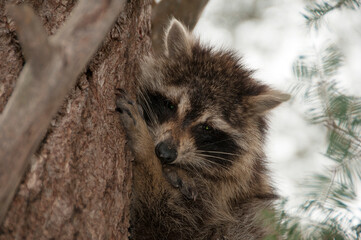 Naklejka premium Raccoon animal animal stock photos. Head close-up. Image. Portrait. Picture. Looking at camera.