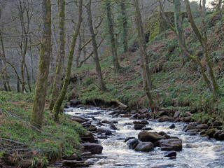 Obraz premium a river flowing though a steep valley with moss covered winter trees and water flowing over rocks