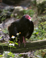 Turkey Vulture bird photo.  Turkey Vulture bird close-up profile view with foliage background. Image. Picture. Portrait. Black feather plumage. Red beak.