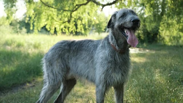 Adorable  irish wolfhound dog stay on green grass in the park during the morning walking