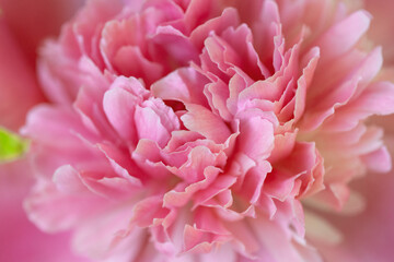 Flower background. Delicate petals of pink peony, close-up and with a small depth of field.