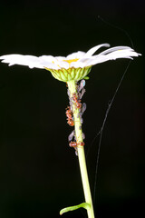 Ants feeding on honey from aphids on a daisy.  A summer day in the garden.