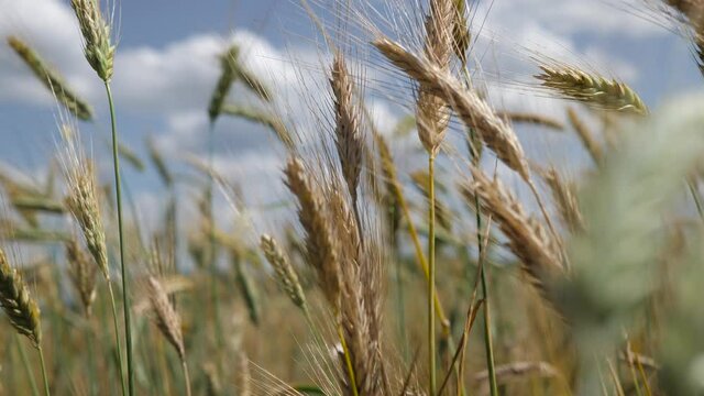 View on Summer wheat field which is ready to be harvested