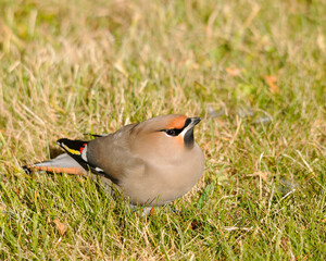 Waxwing Bird stock photos.  Waxwing Bird close-up profile view. Image. Picture. Portrait. Grass background.