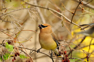 Waxwing Bird stock photos.  Waxwing bird perched with blur background. Image. Picture. Portrait. Eating fruits in a tree.