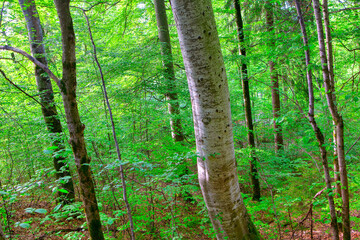 Deep Green Forest in the Spring Season 