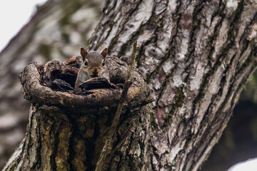 Single Squirrel in tree