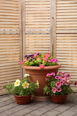 Fototapeta na wymiar Beautiful petunia flowers in pots near folding screen