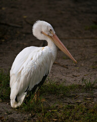 White Pelican bird stock photos.   White Pelican bird profile-view. Picture. Image. Photo. Portrait. Looking to the right.