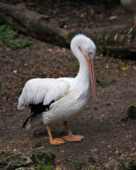 White Pelican bird stock photos.   White Pelican bird profile-view. White feather plumage. Long orange beak.