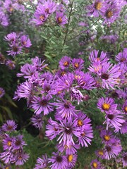 Obraz premium purple flowers in the garden