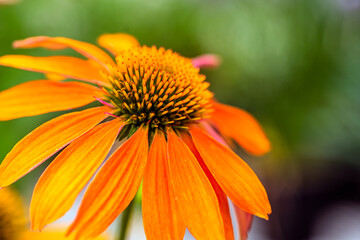 Orange Summer Annual