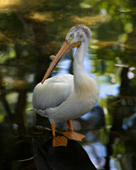 White Pelican bird stock photos.   White Pelican bird profile-view. Juvenile bird. Image. Picture. Portrait.