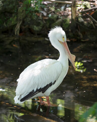 White Pelican bird stock photos. Portrait. Image. Picture. Photo. White Pelican bird profile-view with background.
