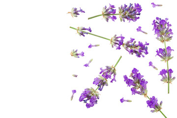 lavender flowers isolated on white background. top view