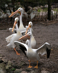 White Pelican Photo. Picture. Image. Portrait. Close-up profile view.  Four white pelicans. Spread wings. Group. Line up.