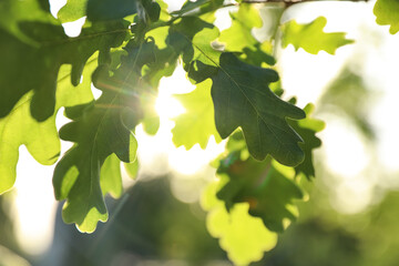 Closeup view of oak tree with young fresh green leaves outdoors on spring day