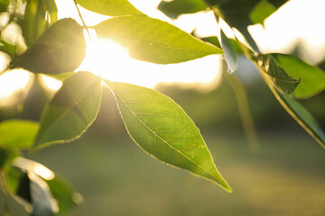 Closeup view of ash tree with young fresh green leaves outdoors on spring day