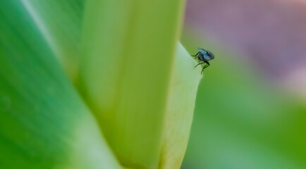 very small fly with bluish wings