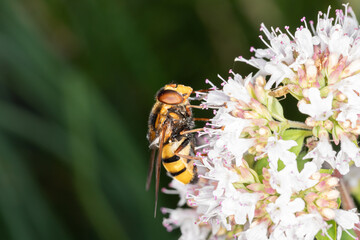 syrphus ribesii_001