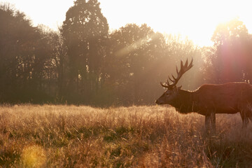 Red deer in Richmond Park, London with bright backlit sunlight