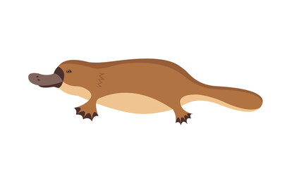 Animal Australia platypus in flat style isolated on white background. Stock vector illustration.