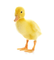 Cute fluffy baby duckling on white background