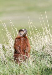 Yellow-bellied Marmot Standing in Prairie Grass