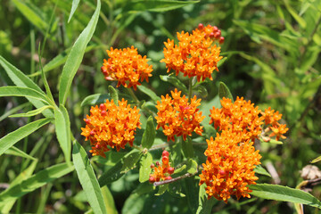 Butterfly weed blooms in the sun at Linne Woods in Morton Grove, Illinois