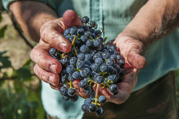 Hands with grapes