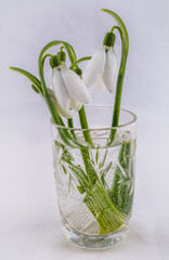 Snowdrops in glass on white background