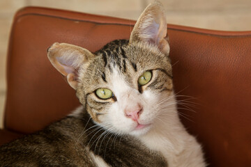 street cat close-up, animal protection concept