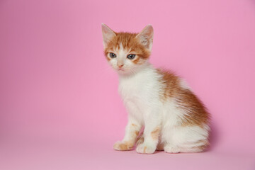 Fototapeta na wymiar Cute little kitten on pink background. Baby animal