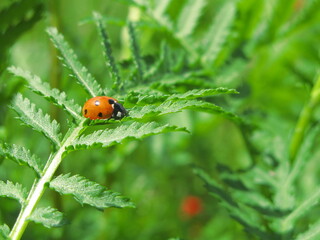 Seven-spot ladybird/Seven-spotted ladybug (Coccinella septempunctata) on a green leaf