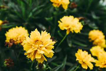 Fototapeta premium Coréopsis ou coreopsis grandiflora - Jolie fleur jaune dans le jardin