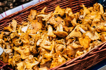 Champignons girolles fraîches dans un panier en vente sur un marché