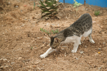 a street cat buries something